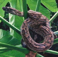 Puerto Rican Boa