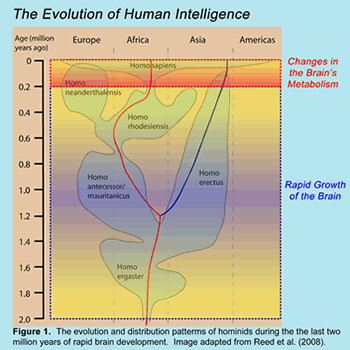 The Evolution of Human Intelligence
