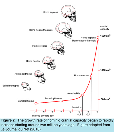 Hominid Brain Growth